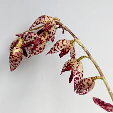 Image result for Pleioceras orientale