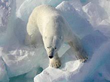 Polar Bear Wikipedia