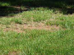 If the sod seems higher than the surrounding lawn, remove a little soil out of the patch, smooth and try again. Can A Brown Lawn Be Saved How To Revive A Dead Lawn
