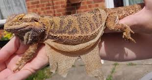 Bearded Dragon Shedding What You Can Do To Help Bearded Dragons Rock