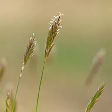 Image result for Anthoxanthum