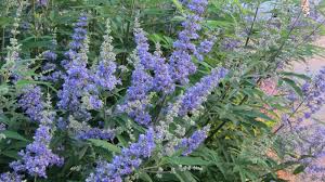 Image result for Vitex obovata