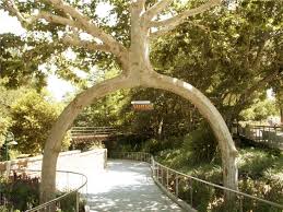 Weaving Trees Weird Trees Gilroy Gardens Natural Wonders