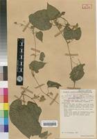 Image result for Momordica multiflora