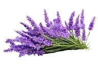 Lavanda PNG para descargar gratis