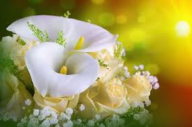 Ein zeitgemäßer bestellservice ist auf dieses. Calla Bedeutung Blumenversand Edelweiss