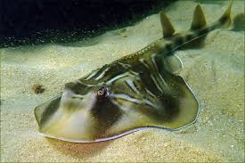 Image result for Tragia shirensis