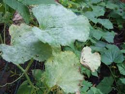 A few common pests that frequently attack cucumber. Common Plant Diseases And Helpful Organic Controls Veggie Gardening Tips