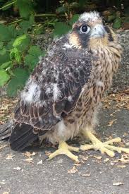 Der wanderfalke kann bis zu 50 cm groß werden und eine flügelspannweite von bis zu 1,10 m zumindest wenn sie fliegen. Giesing Rettung Nach Dem Sturzflug Munchen Sz De