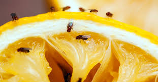 how to get rid of gnats 5 ways this