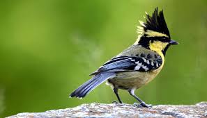 Large Black Bird With White Stripes On Wings And Tail Birds Of The Kumaun Himalayas Himalayas Bird Birds