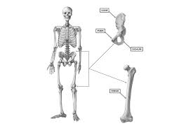 The bones of the leg are the femur, tibia, fibula and patella. Crossfit Bones Of The Hip Pelvis