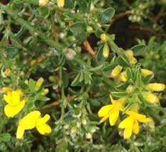 Image result for Tinnea vesiculosa