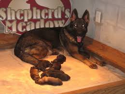 What kind of dog is elite ddr german shepard? German Shepherds Daytona Florida Akc German Shepherd Puppies Florida German Shepherd Puppies