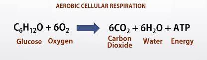 The expressed chemical equation for this interaction can be defined as write the complete overall chemical equation for cellular respiration using chemical symbols instead of words the products of photosynthesis are the reactants for cellular respiration and the. Anaerobic Cellular Respiration Reactants And Products