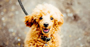 Who S Who Of The Small Dog Breeds Low Shedding Dogs Best Hypoallergenic Dogs Dog Breeds