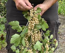Johannisbeeren richtig schneiden mit einfacher anleitung für rote, weiße und schwarze johannisbeeren. Kleines Abc Der Erntehilfen Weisse Johannisbeeren Ernten Und Verarbeiten Erleb Bar