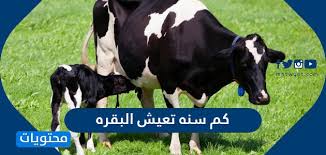 تفسير حلم البكاء الشديد للحامل. ÙƒÙ… Ø³Ù†Ù‡ ØªØ¹ÙŠØ´ Ø§Ù„Ø¨Ù‚Ø±Ù‡ Ù…ÙˆÙ‚Ø¹ Ù…Ø­ØªÙˆÙŠØ§Øª
