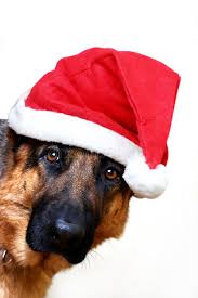 Santa Is Coming A Dog Wearing A Santa Claus Hat Ad Dog Coming Santa Hat Claus Ad Kerst Hond Honden Duitse Herder