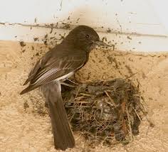 Birds That Make Mud Nests On Buildings Black Phoebe Building A Nest The Black Phoebe Cements Its Nest To The Vertical Surface Of A Wall With Mud They Are Three To Ten Feet Off Nest Bird Eggs Bird