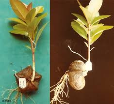 Image result for Barringtonia asiatica