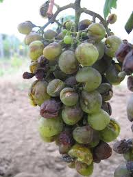 Image result for Uncinula necator