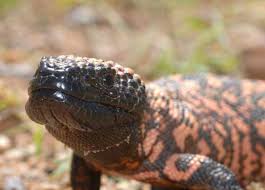 The mexican beaded lizard (heloderma horridum) is a species of lizard in the family helodermatidae, one of the two species of venomous beaded lizards found principally in mexico and southern guatemala. Gila Monsters And Beaded Lizards Reptiles Magazine