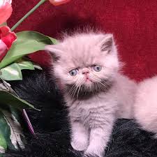 Krystals cfa reg exotic shorthair female kitten with champion bloodline. Breeders Of Quality Exotic Shorthair Kittens And Ctas Your Own Grumpy Kitty Breeders