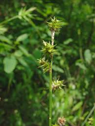 Image result for Carex conferta