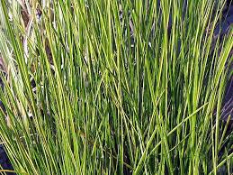Image result for Eleocharis variegata
