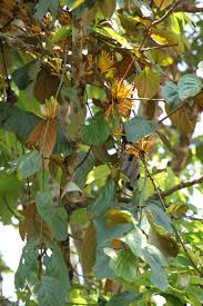 Image result for Phragmanthera