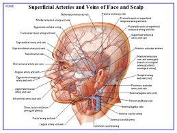 Netter atlas de anatomie umana editia a treia pdf 2nv8o0663ylk. Netter S Atlas Of Human Anatomy