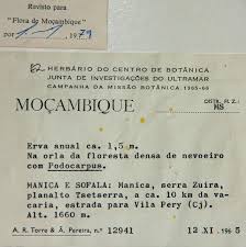 Image result for Afroligusticum