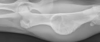 Juvenile Orthopedic Disease In Dogs Cats Part 1