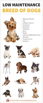 20.07.2021 · 7 low maintenance pets that like to cuddle rabbits. Everything You Need To Know About Low Maintenance Dogs Dog Breeds Happy Dogs Low Maintenance Dog Breeds