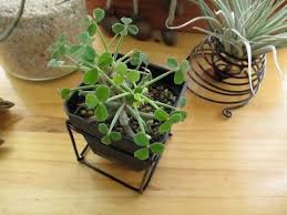 阿多肉的鋁線手作 立方體 圓柱體 彈簧圈 plants garden blog posts