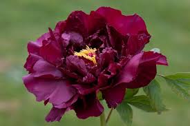 Maybe you would like to learn more about one of these? Il Blog Di Yougardener Le Peonie