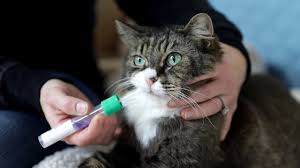 In the rare cases where a sample fails internal quality checks and needs to be reprocessed, we will contact. Top 5 Dna Tests For Your Cat 2021 Review Basepaws And Others