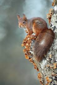Dreamies De 65iocfe7guq Jpg Tiere Eichhornchen Susseste Haustiere