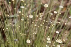 Image result for Syngonanthus