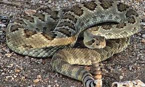 Rattlesnakes True West Magazine Rattlesnake Mojave Rattlesnake Rattlesnake Bites