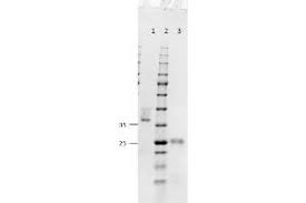 Find chemicals by name or formulas. Anti Mouse Secondary Antibodies Www Antibodies Online Cn