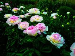 Maybe you would like to learn more about one of these? Buy Peonies Online Peony Plants For Sale The Tree Center