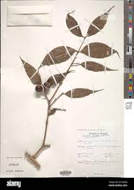 Image result for Strychnos lucens