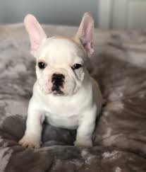 All of the donations go straight to the austin bulldog rescue. French Bulldog Puppy Dog For Sale In Austin Texas