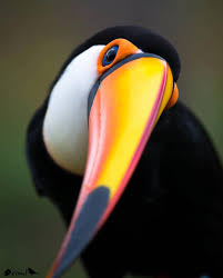 Bird With Colorful Beak Toco Toucan Ramphastos Toco Brazil Photographe Toco Toucan Birds Colorful Birds