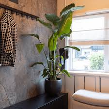 Image result for Strelitzia nicolai