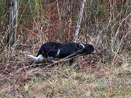 FOUND: Douglasville,TX at intersection of HWY 77 and CR 994 These 3 pups  are cowering near the fence not sure if lost or left. They are scared to  the point of shaking