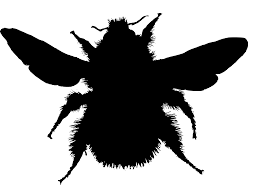 Image result for Bombus wurflenii