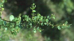 Image result for Indigofera phyllanthoides